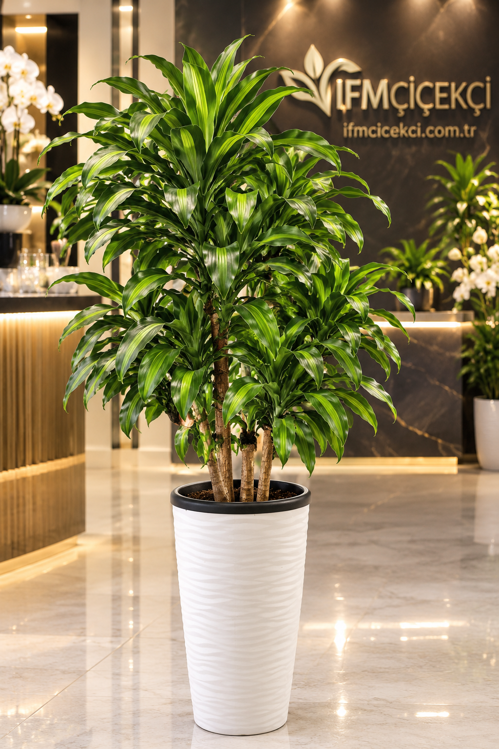 Piremium Massangeana plant